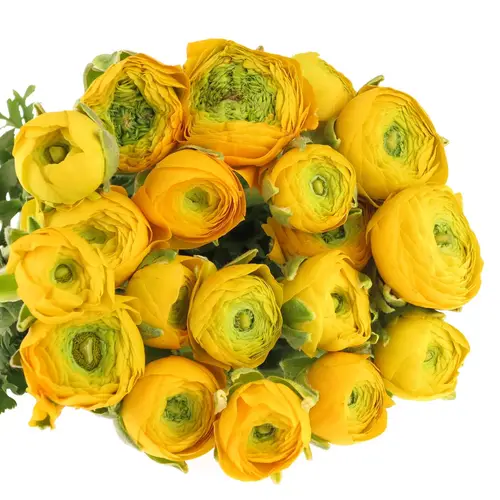 Ranunkel gelb Elegance Italie Extra 40cm