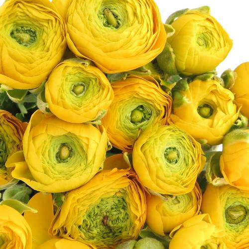 Ranunkel gelb Elegance Italie Extra 40cm