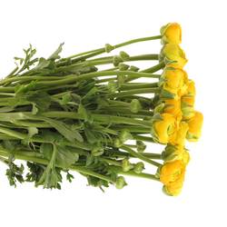 Ranunkel gelb Elegance Italie Extra 40cm