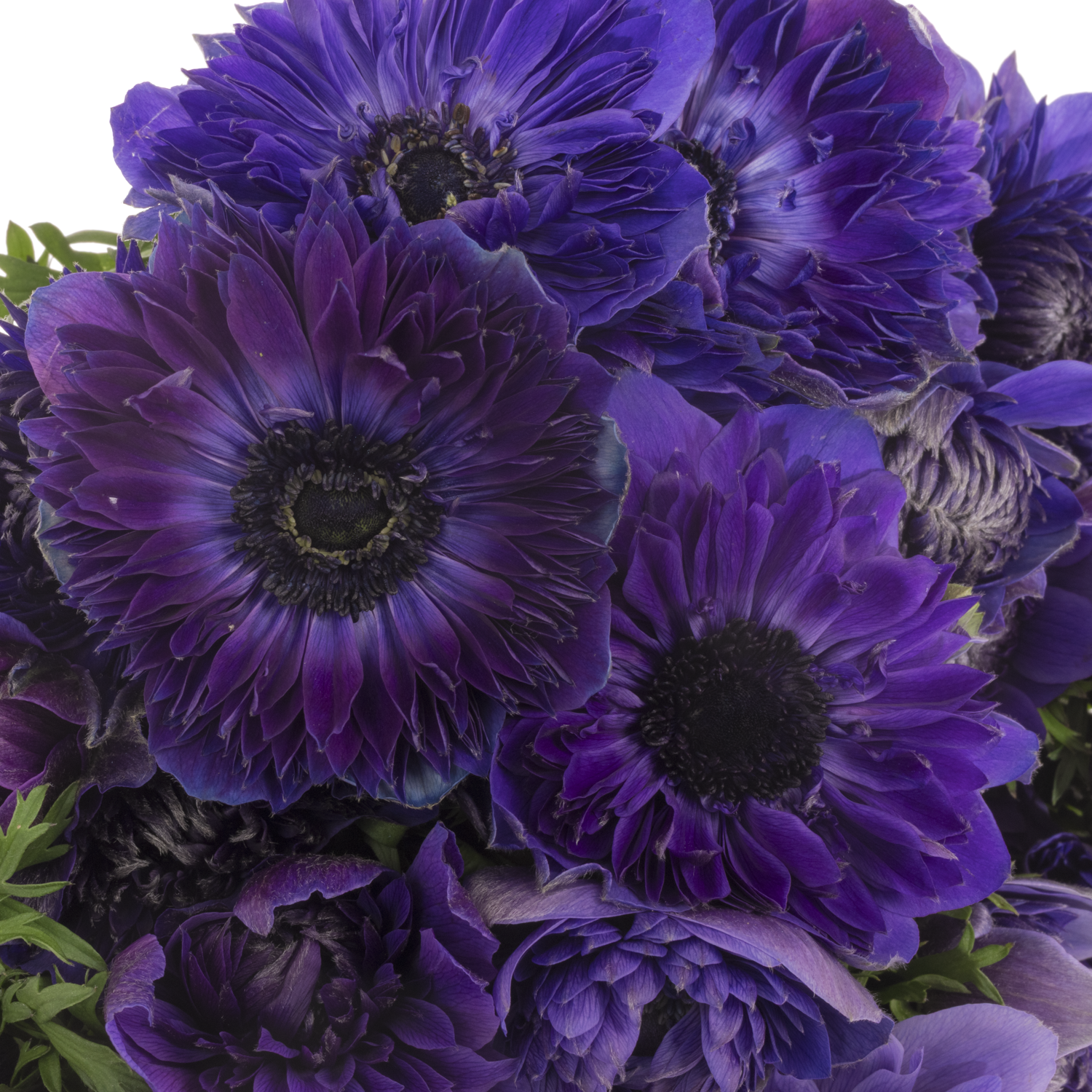 Anemone violett Fullstar Violet 07 Israel 40cm