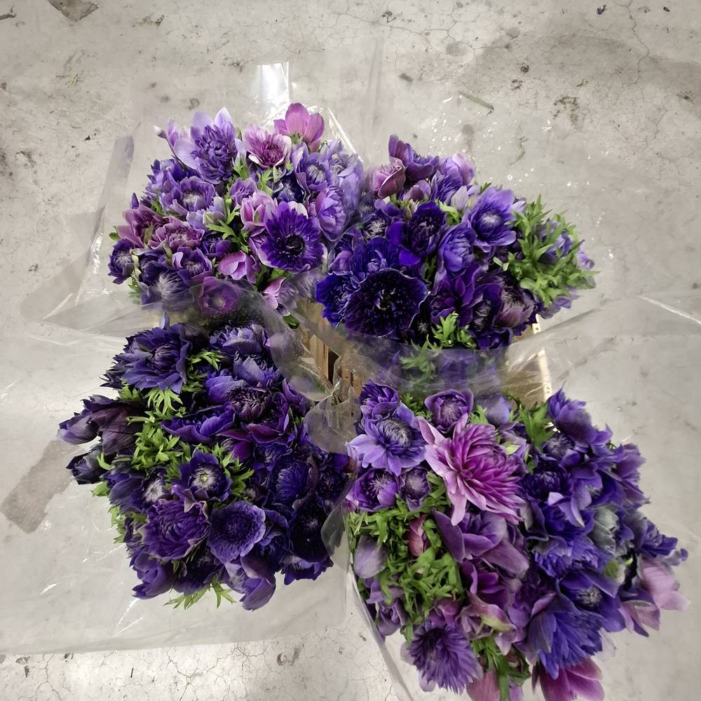 Anemone violett Fullstar Violet 07 Israel 40 cm x 50