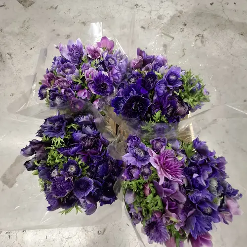 Anemone violett Fullstar Violet 07 Israel 40 cm x 50