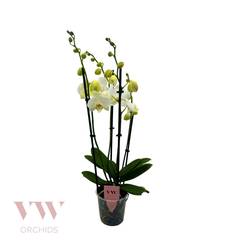 Phal.4-R weiss Inverness T12 H050