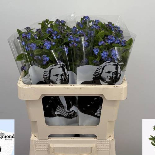 Myosotis blau Blue Memory 55cm