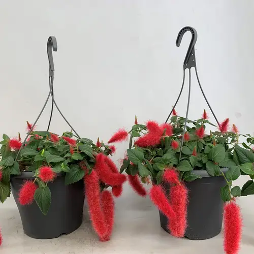 Acalypha Pendula Ampel T21 H25