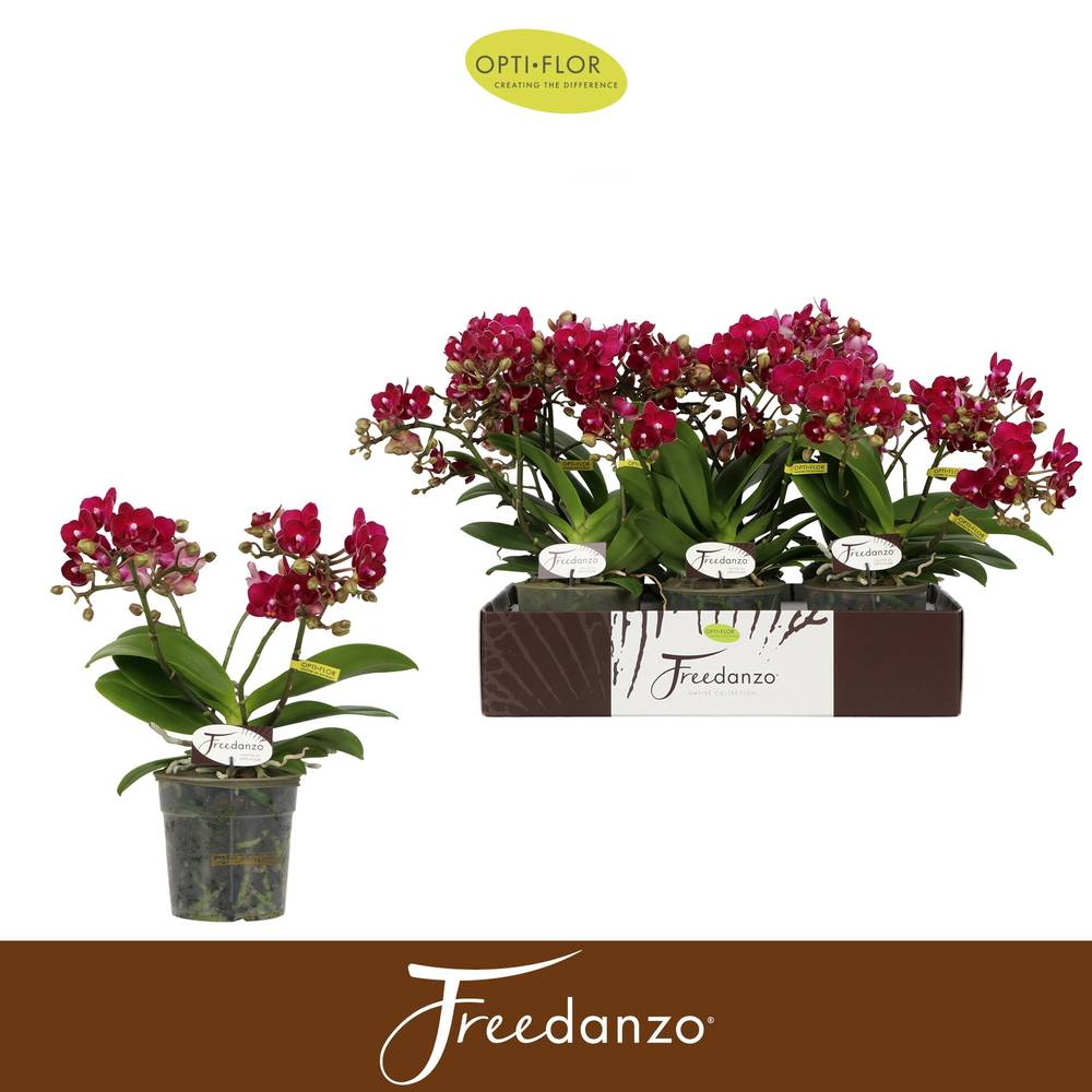 Phal.3-R rot Sparrow Freedanzo T12 H035