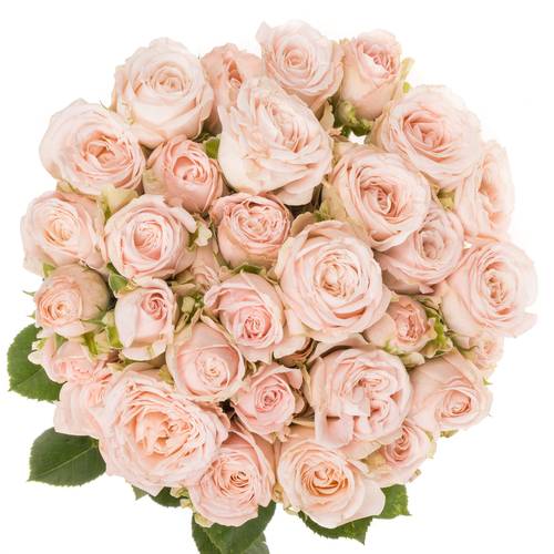 Rose verzweigt hell rosa Bombastic 5+Blüte 50cm