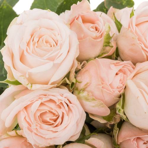 Rose verzweigt hell rosa Bombastic 5+Blüte 50cm