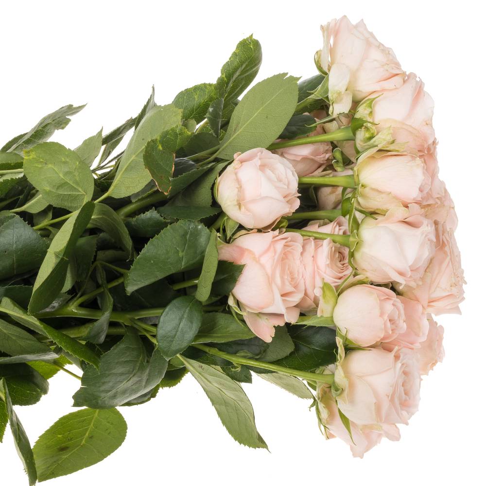 Rose verzweigt hell rosa Bombastic 5+Blüte 50cm