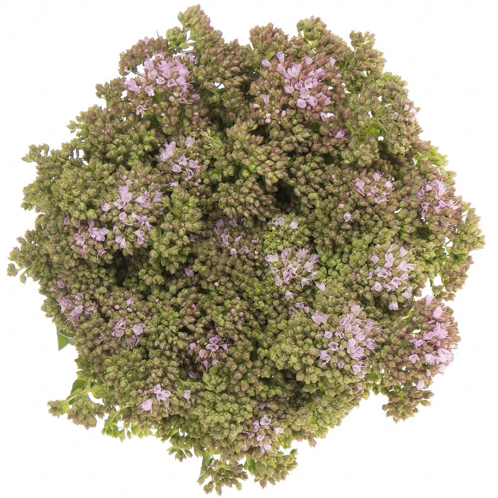Origanum Rose Charme 60cm