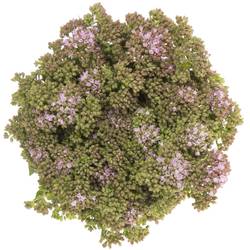 Origanum Rose Charme 60cm
