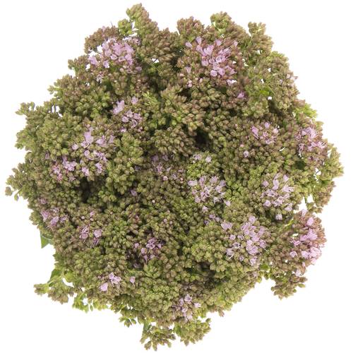 Origanum Rose Charme 60cm