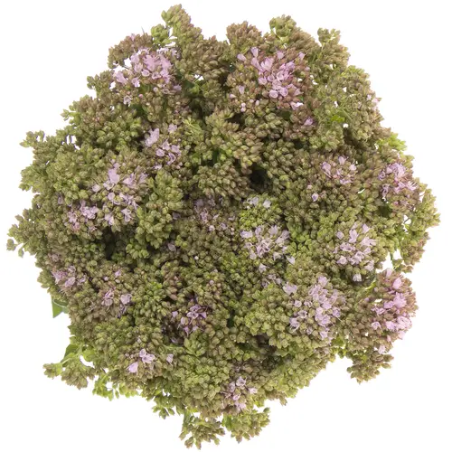 Origanum Rose Charme 60cm