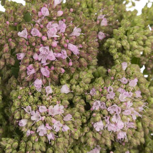 Origanum Rose Charme 60cm