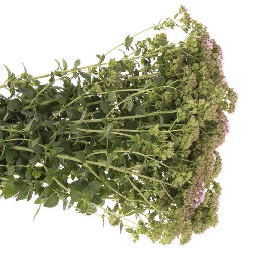 Origanum Rose Charme 60cm