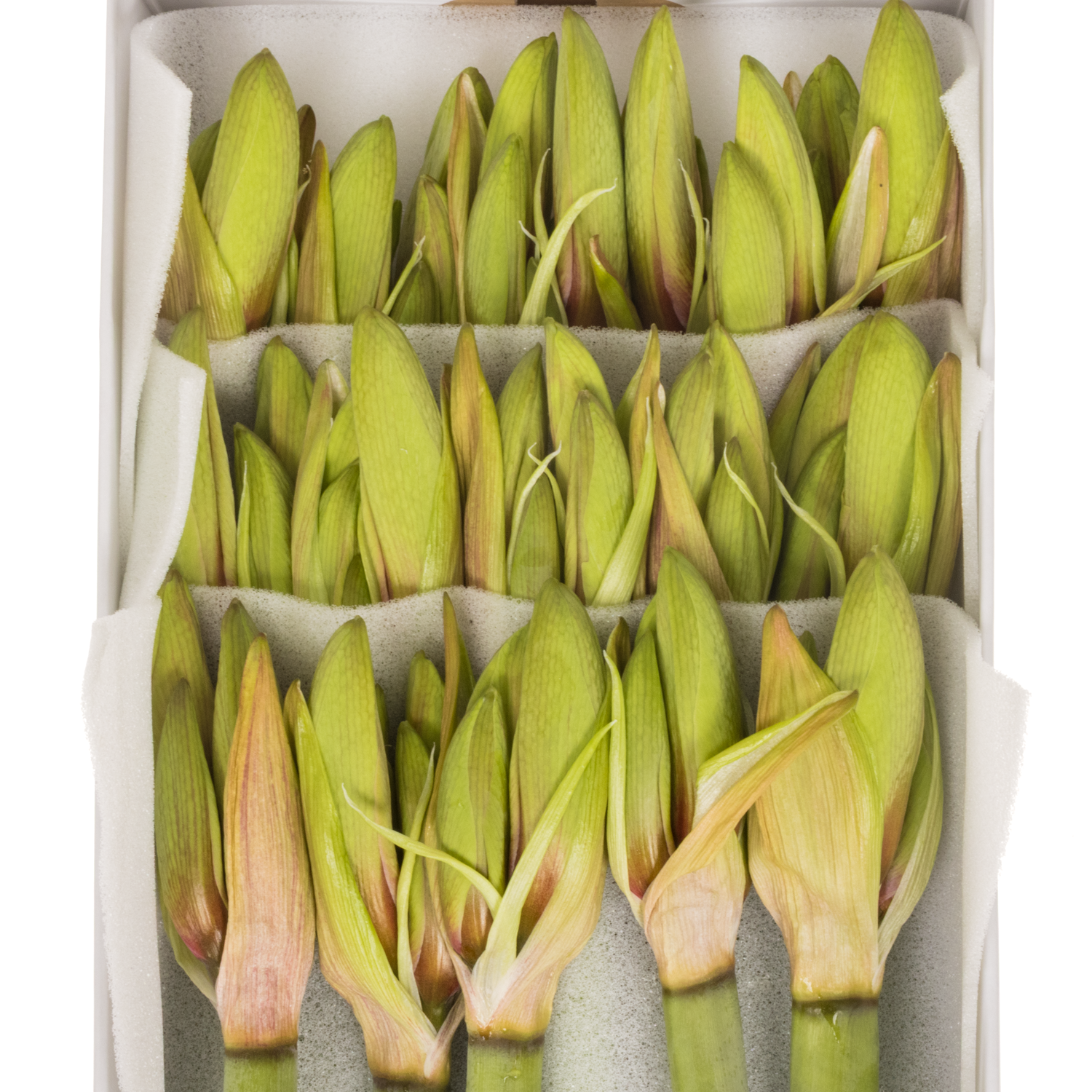 Amaryllis Krt.hell grün-dunkel rot Wild Amazone X15