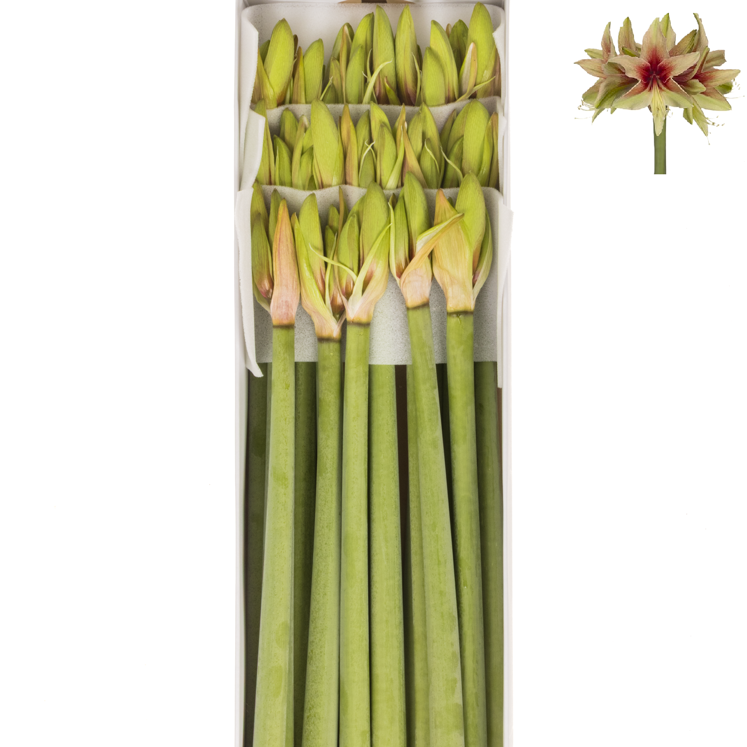 Amaryllis Krt.hell grün-dunkel rot Wild Amazone X15