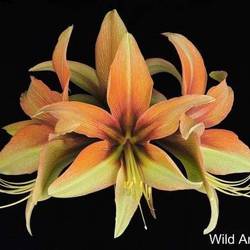 Amaryllis Krt.hell grün-dunkel rot Wild Amazone X15