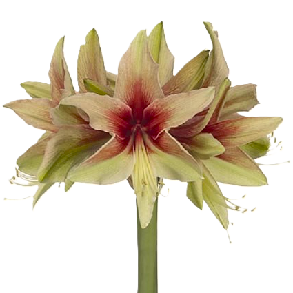 Amaryllis Krt.hell grün-dunkel rot Wild Amazone X15