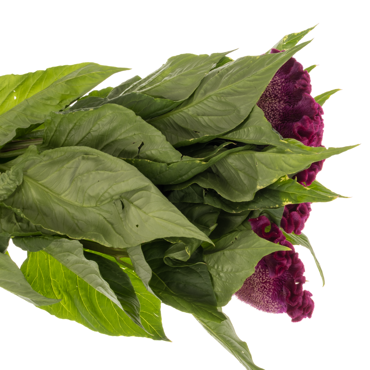 Hanekamm lila Cristi Purple 70cm