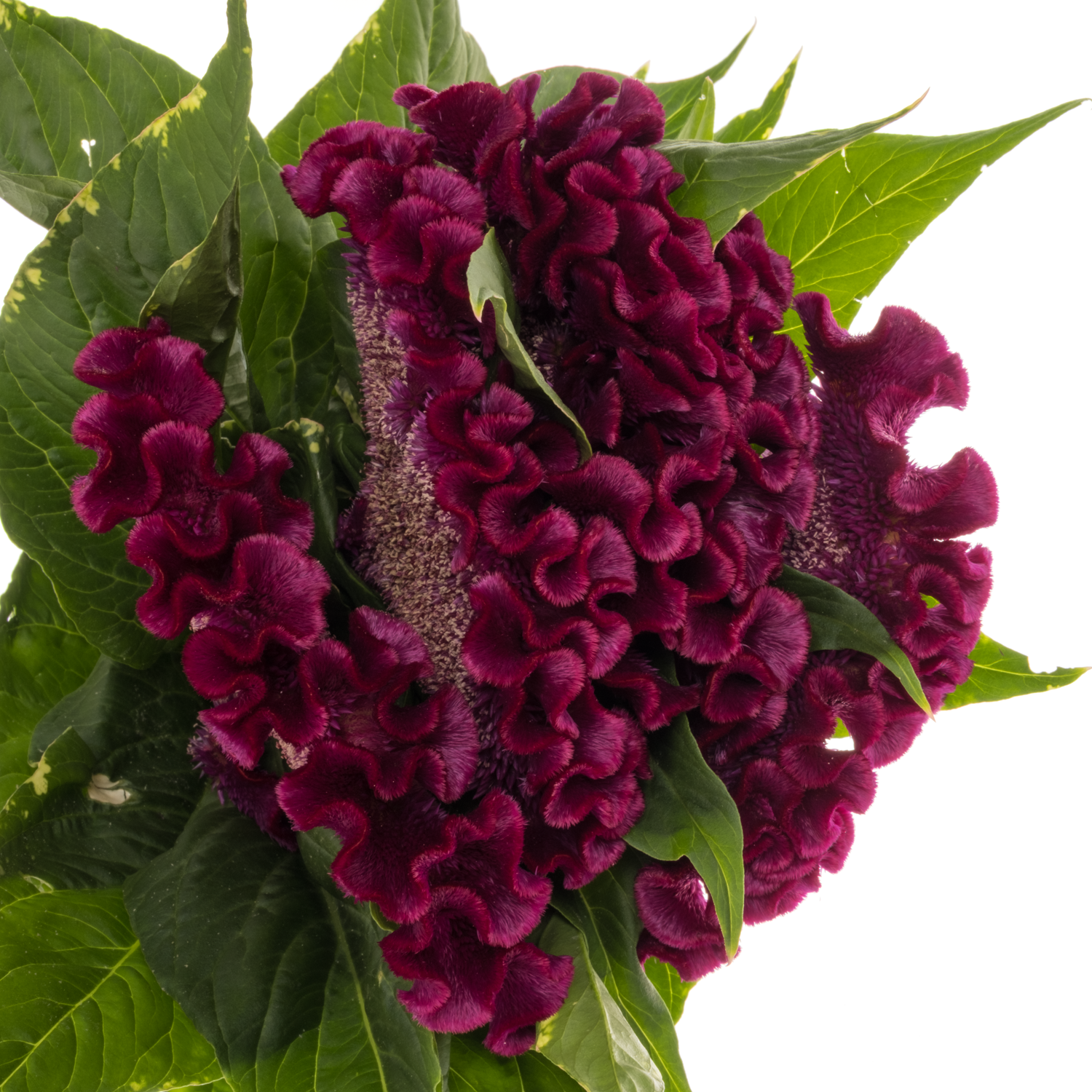 Hanekamm lila Cristi Purple 70cm