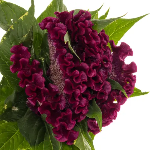 Hanekamm lila Cristi Purple 70cm