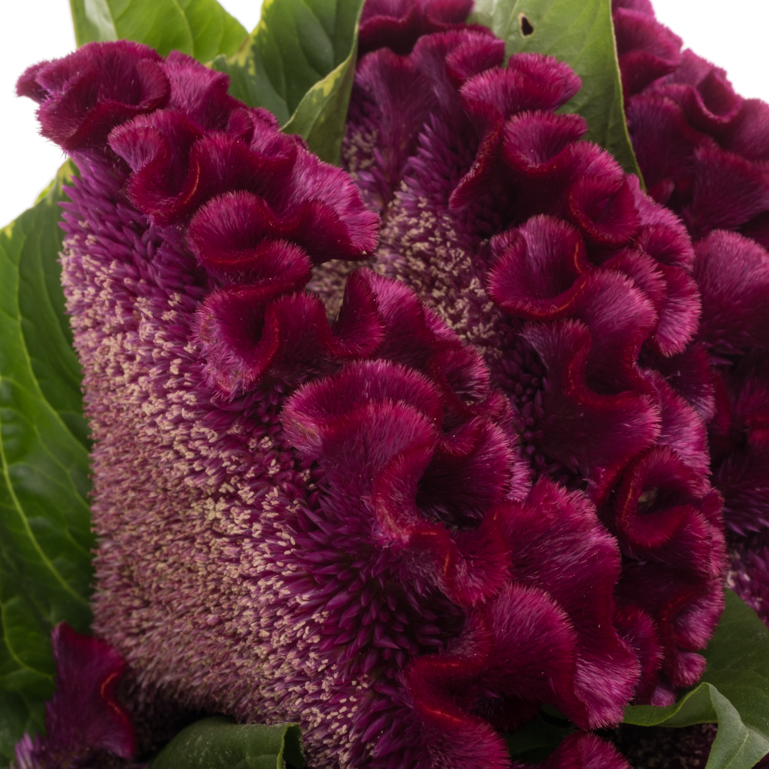 Hanekamm lila Cristi Purple 70cm
