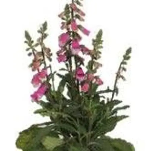 Digitalis Pink Panther T17 H050