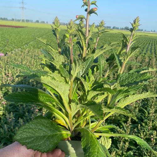 Digitalis Pink Panther T17 H050