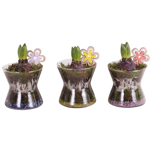 Hyazinthe.Arr mix SH613H3007 T13 H020