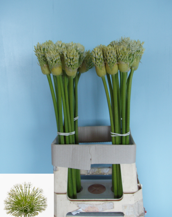 Allium weiss Empress 75cm