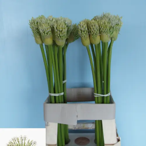 Allium weiss Empress 75cm