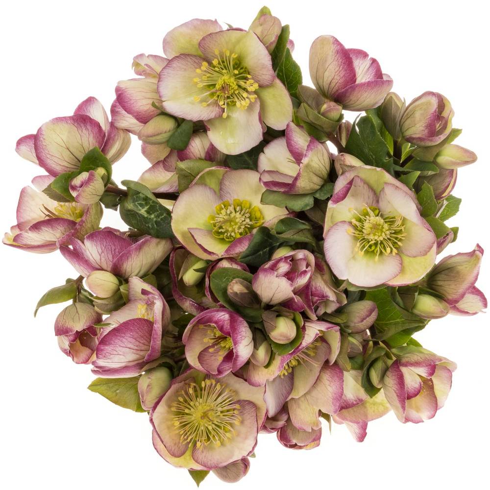 Helleborus grün/purper Glendas Gloss 35cm