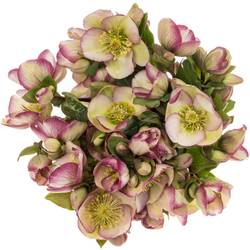 Helleborus grün/purper Glendas Gloss 35cm