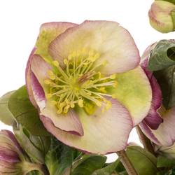 Helleborus grün/purper Glendas Gloss 35cm