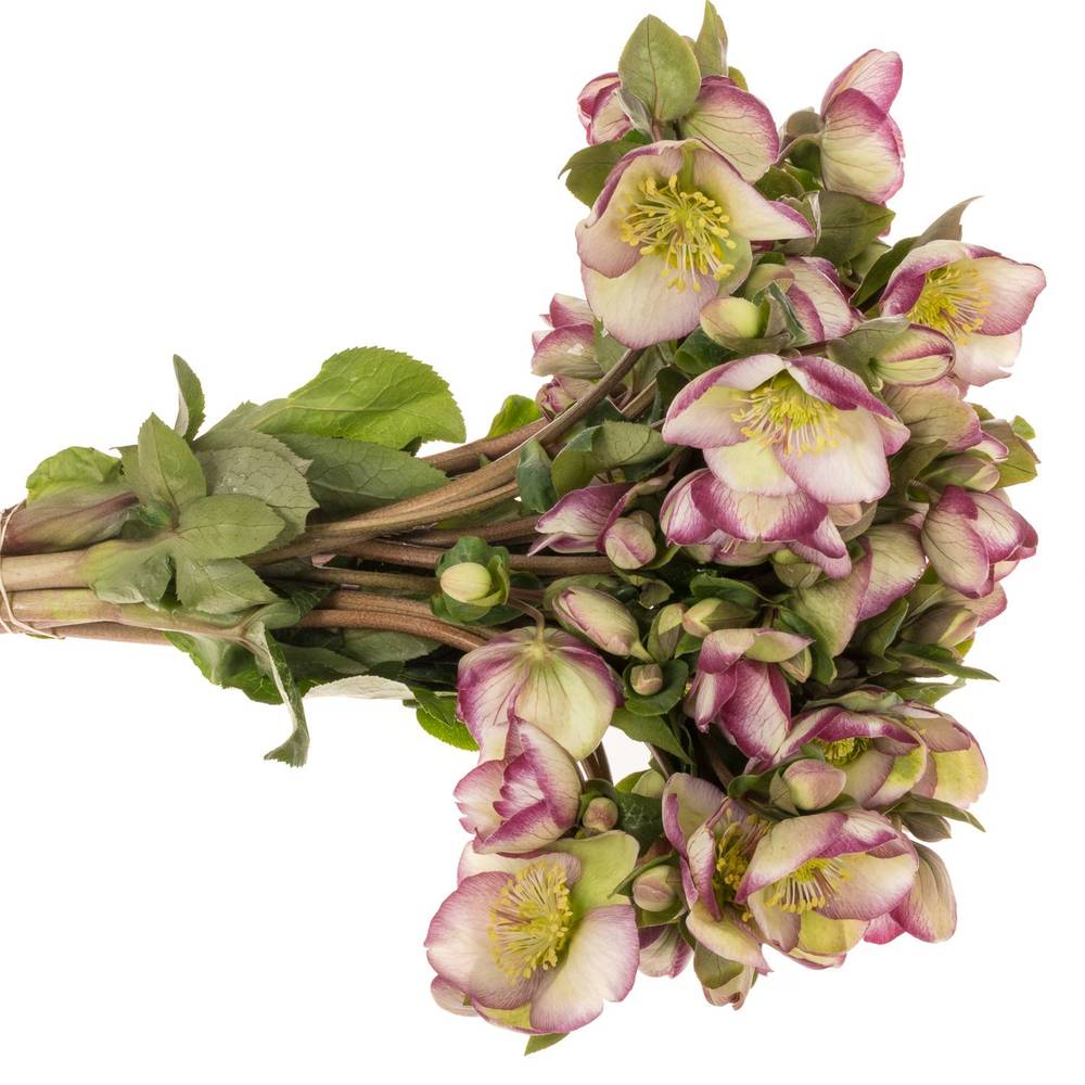 Helleborus grün/purper Glendas Gloss 35cm