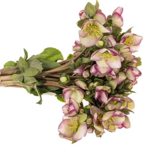 Helleborus grün/purper Glendas Gloss 35cm