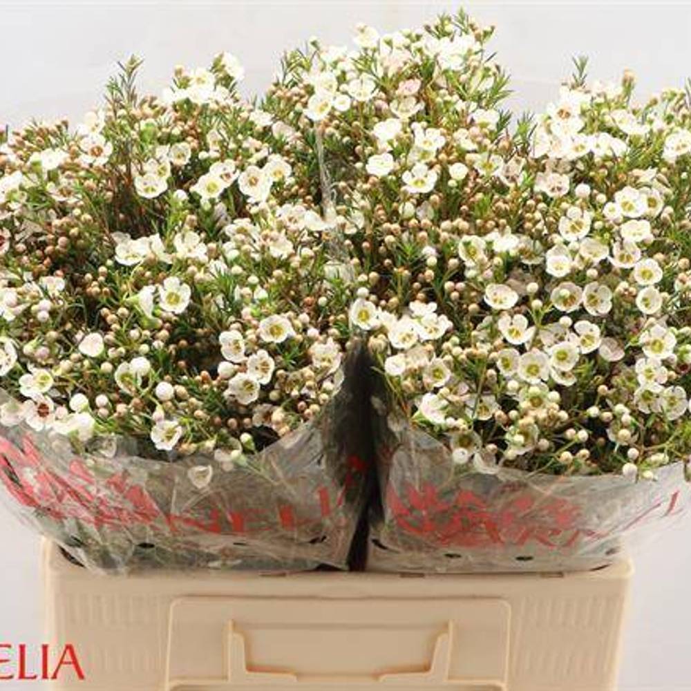 Wachsflower apricot Janelle 55 Gramm 60cm