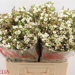 Wachsflower apricot Janelle 55 Gramm 60cm