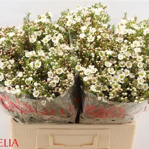 Wachsflower apricot Janelle 55 Gramm 60cm