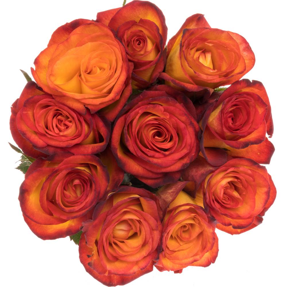 Rose gelb/rot Magma 50cm