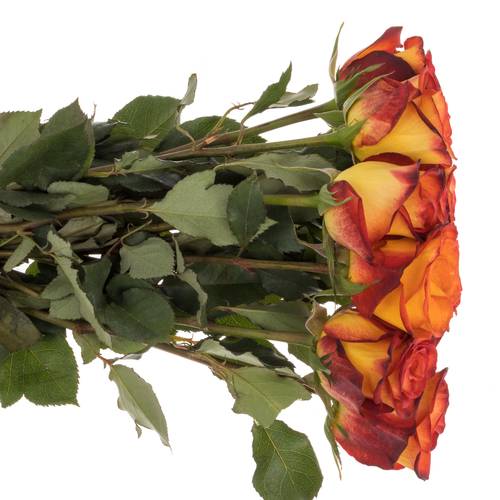 Rose gelb/rot Magma 50cm