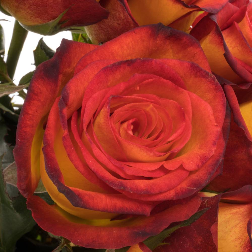 Rose gelb/rot Magma 50cm