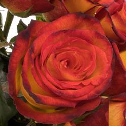 Rose gelb/rot Magma 50cm