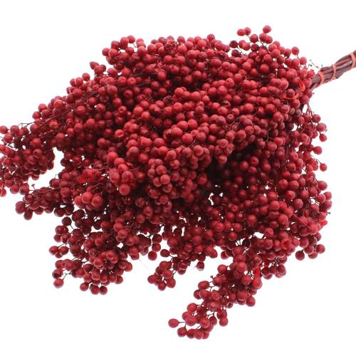 Trocken Pfeffer Berry rot