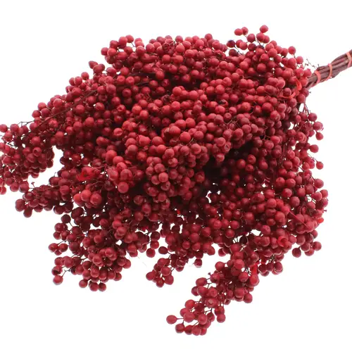 Trocken Pfeffer Berry rot