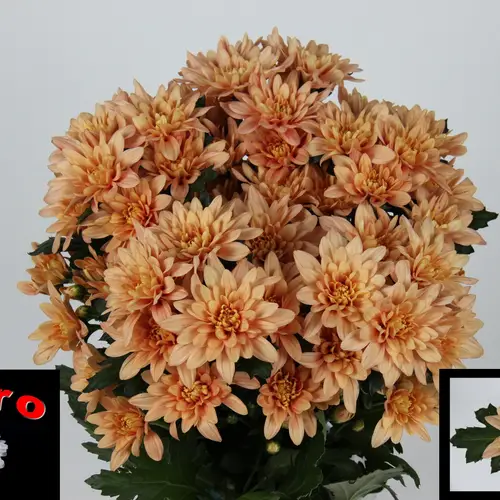 Chrys.Tros apricot Veronica Salmon 90Gramm 70cm