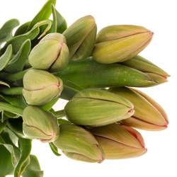 Franz.rosa Swarovski 55 Gramm 55cm