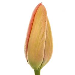 Franz.rosa Swarovski 55 Gramm 55cm