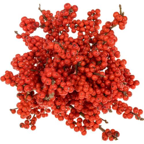 Ilex rot Brit Buys Super 30cm